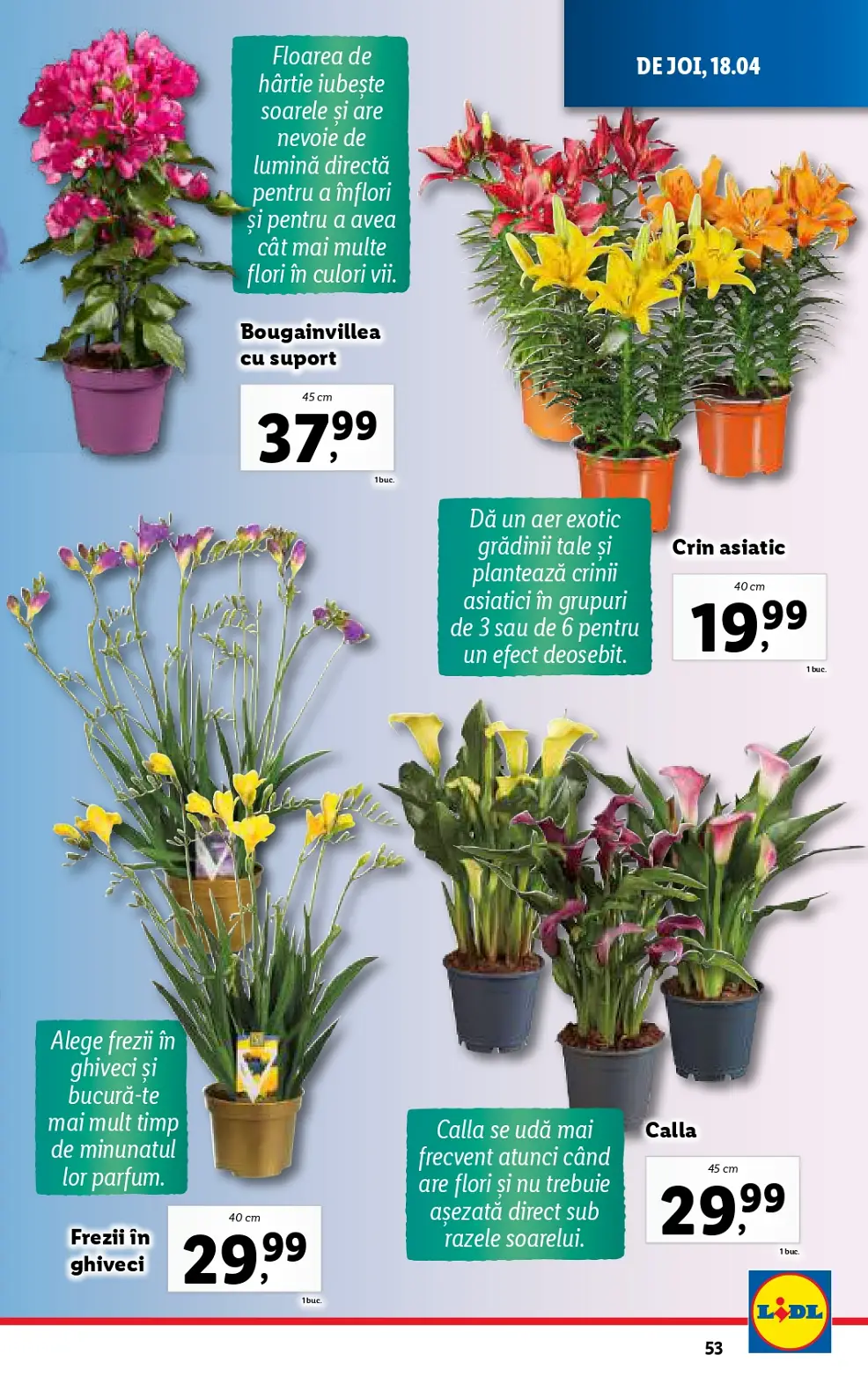 catalog Lidl